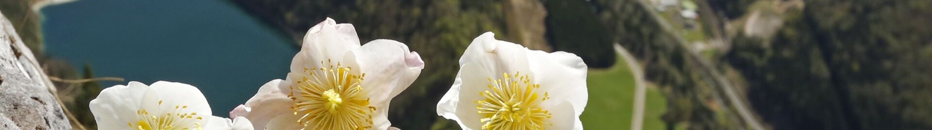 Drei Schneerosen vor einem verschneiten Bergpanorama, einem See im Tal und dem steirischen Erzberg