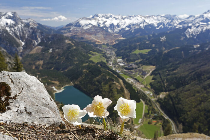 Drei Schneerosen vor einem verschneiten Bergpanorama, einem See im Tal und dem steirischen Erzberg