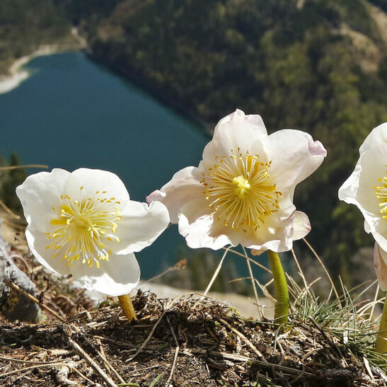 Drei Schneerosen vor einem verschneiten Bergpanorama, einem See im Tal und dem steirischen Erzberg